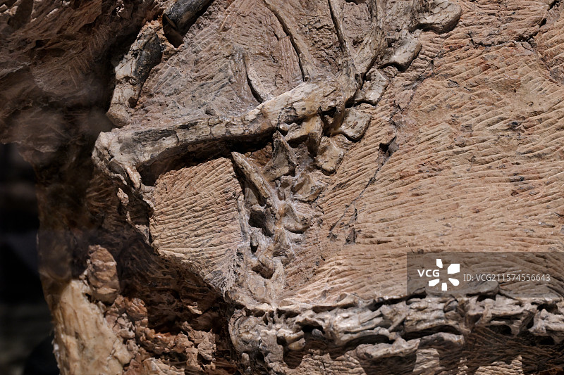 五彩冠龙化石，新疆准噶尔盆地，晚侏罗纪，，恐龙化石标本，龙吟九州·中国恐龙大展，上海自然博物馆图片素材