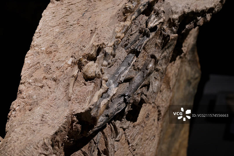 五彩冠龙化石，新疆准噶尔盆地，晚侏罗纪，，恐龙化石标本，龙吟九州·中国恐龙大展，上海自然博物馆图片素材