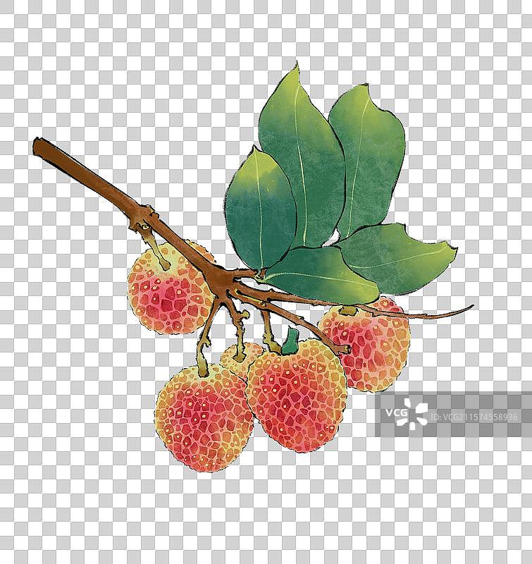手绘荔枝元素，妃子笑。图片素材