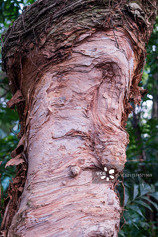 树干纹理图片素材