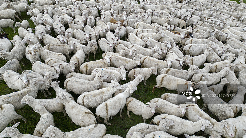 新疆伊犁喀拉峻大草原的羊群图片素材