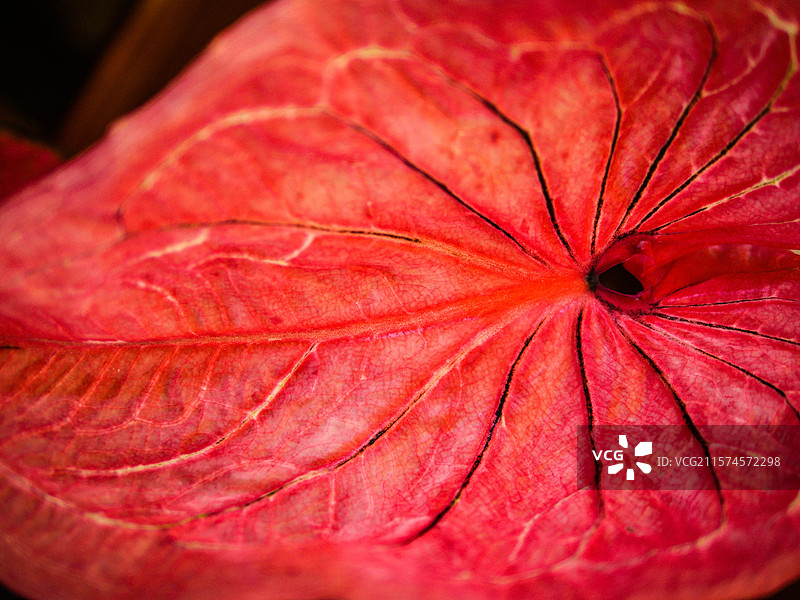 洋红粉红色彩芋叶结构细节图片素材