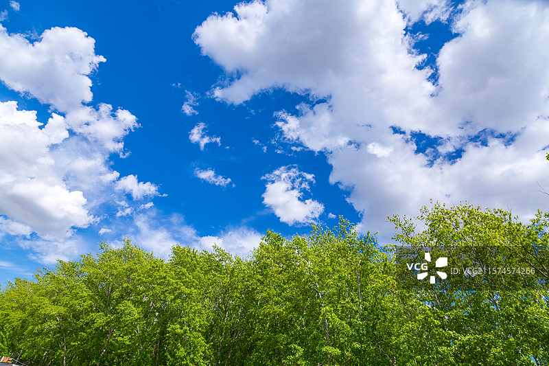 春天树梢和蓝天白云图片素材