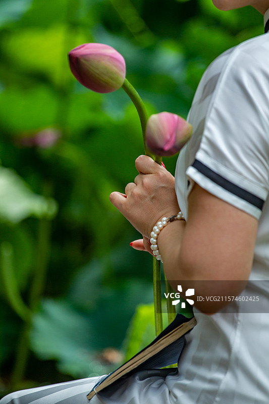 四川省绵阳市户外荷花，莲藕，荷叶，睡莲图片素材