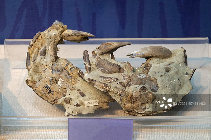 锯缘青蟹 全新世早期 广东漠阳江口产 国家自然博物馆无脊椎动物展厅图片素材