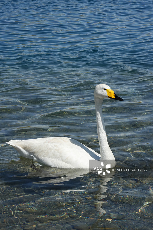赛里木湖天鹅图片素材