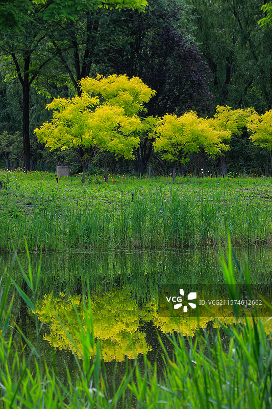 北京翠湖国家城市湿地公园倒映在湖水中的树木图片素材