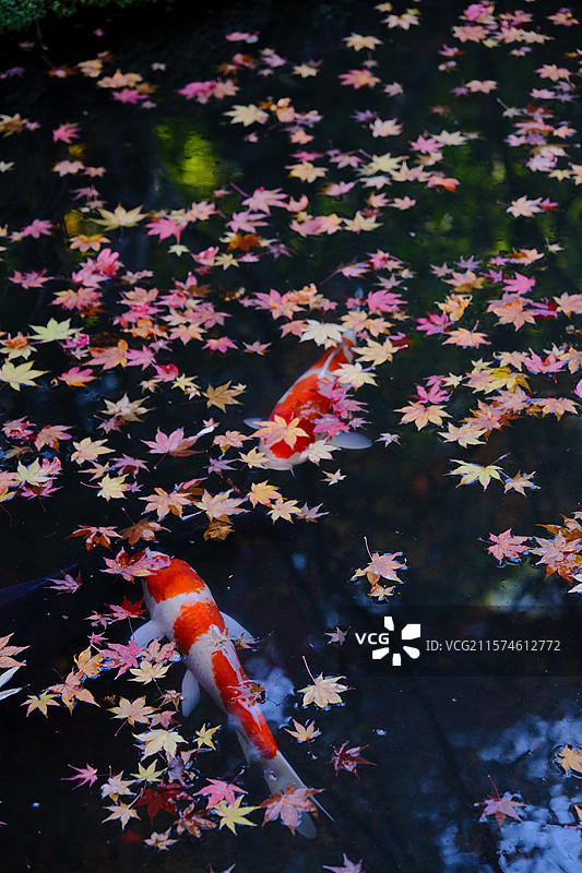 日本枫叶季图片素材