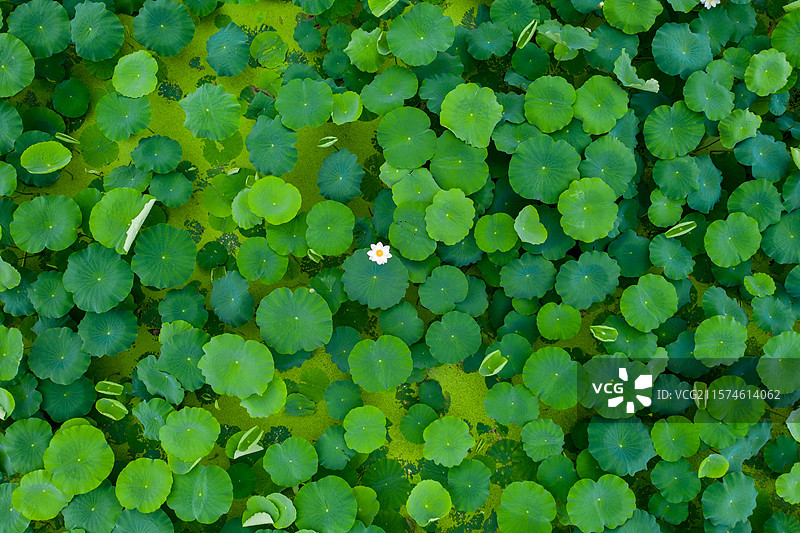 航拍荷田图片素材