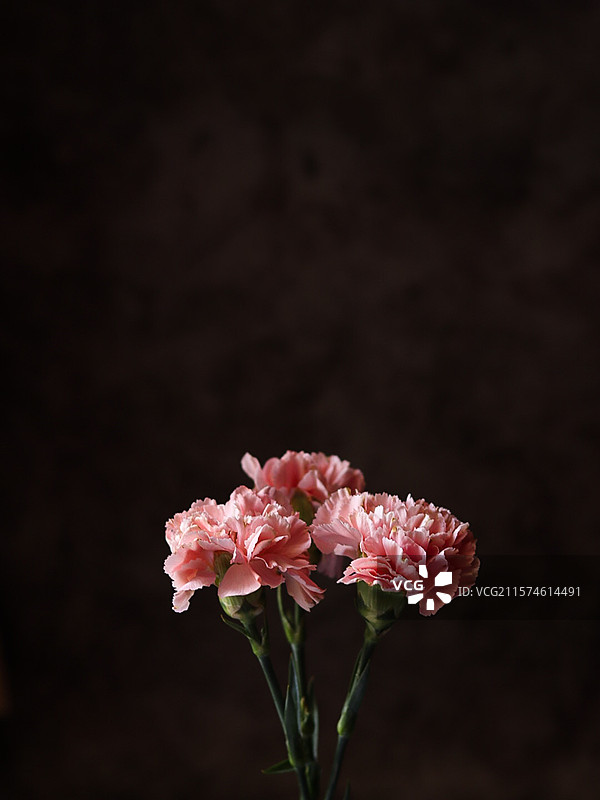 康乃馨图片素材