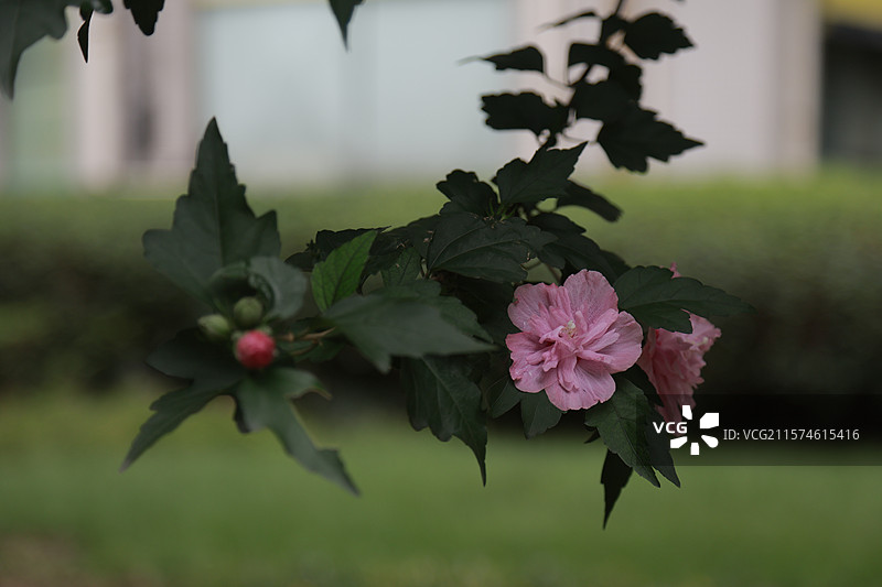 木槿花图片素材