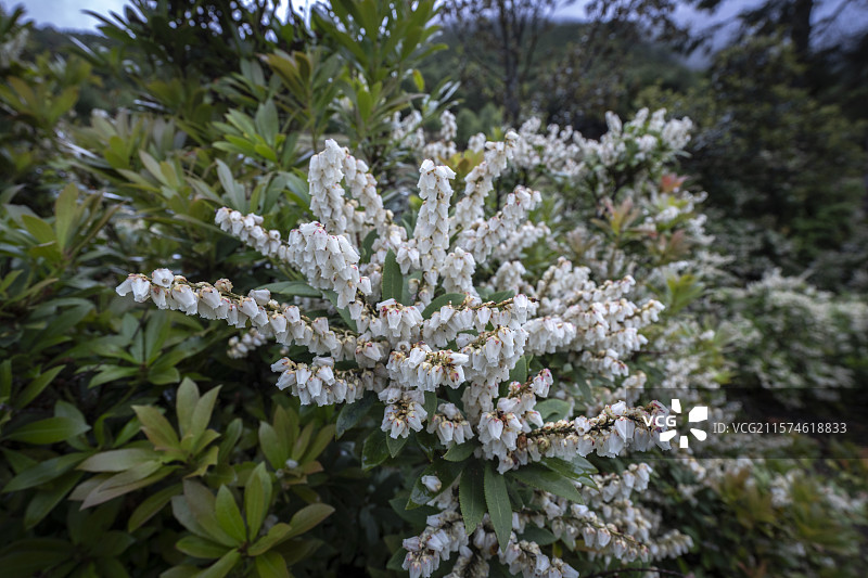 云南丽江高原植物马醉木图片素材