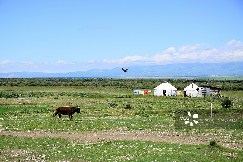 新疆伊犁河谷大草原上的蒙古包和行走的牛图片素材