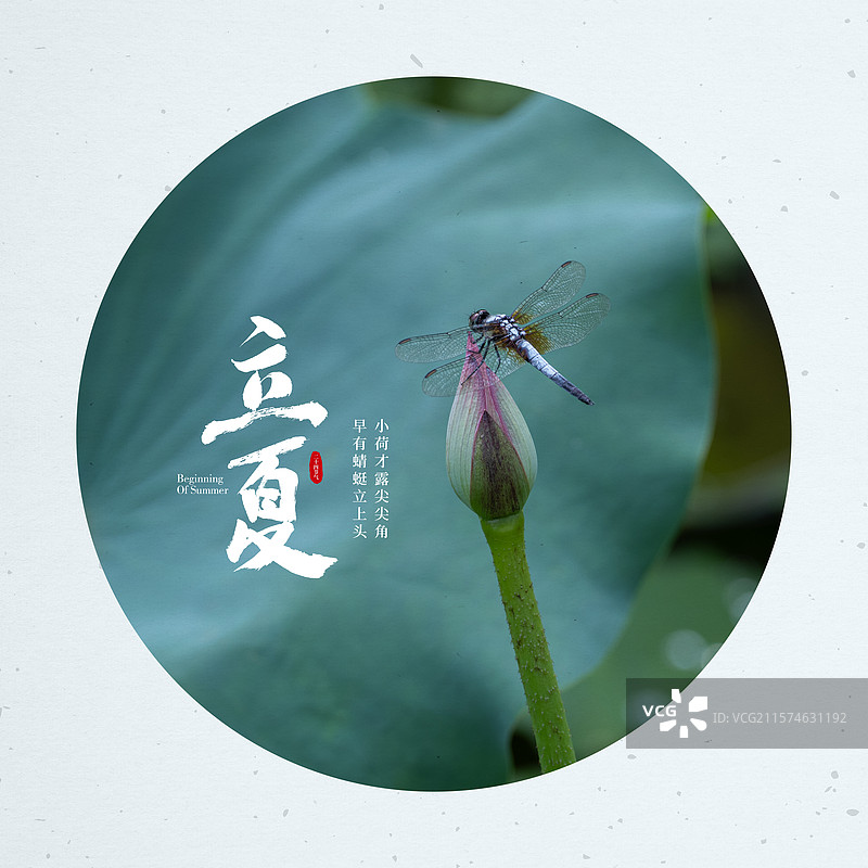 小荷才露尖尖角，早有蜻蜓立上头图片素材