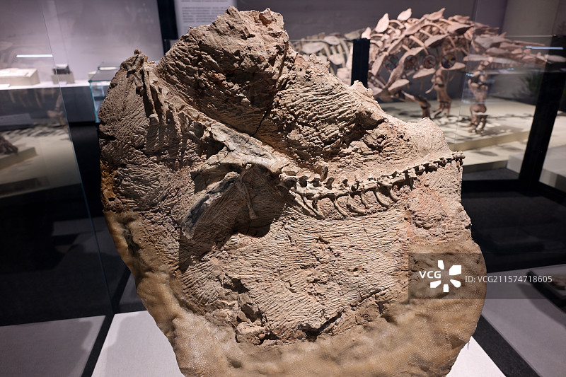 五彩冠龙化石，新疆准噶尔盆地，晚侏罗纪，，恐龙化石标本，龙吟九州·中国恐龙大展，上海自然博物馆图片素材