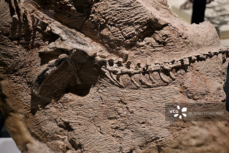 五彩冠龙化石，新疆准噶尔盆地，晚侏罗纪，，恐龙化石标本，龙吟九州·中国恐龙大展，上海自然博物馆图片素材