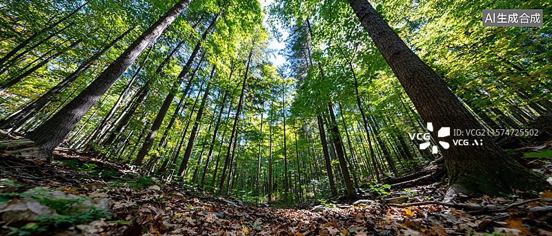 【AI数字艺术】阳光穿透森林图片素材