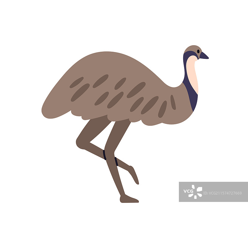 走动的大型不会飞的鸟：鸸鹋和鸵鸟图片素材