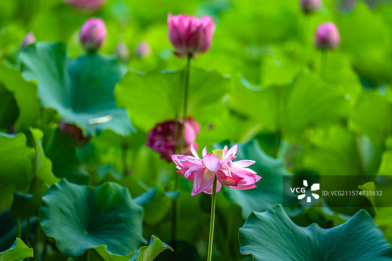 荷花倒影中国风图片素材
