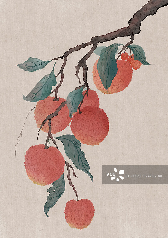 夏至荔枝图片素材