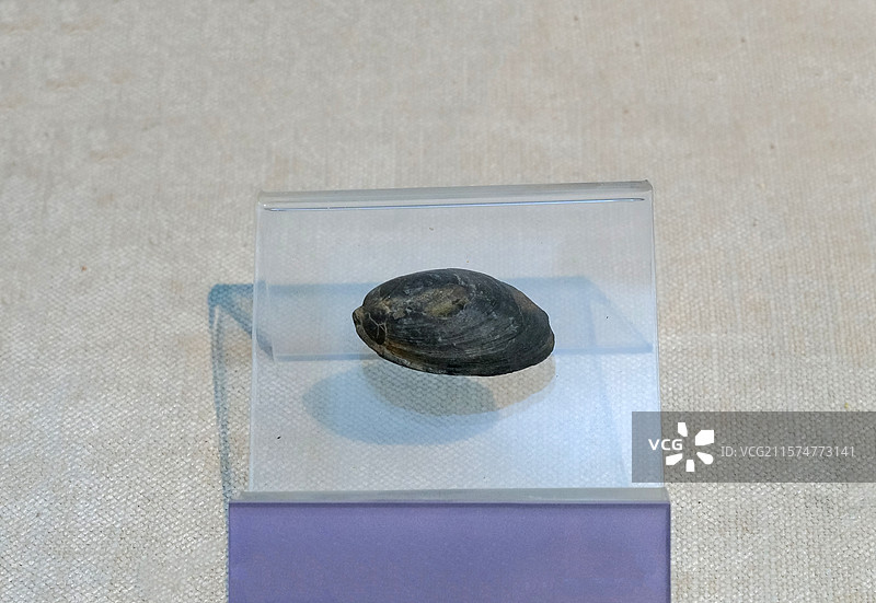 小鸟蛤 三叠纪时代 西藏产 国家自然博物馆无脊椎动物展厅图片素材