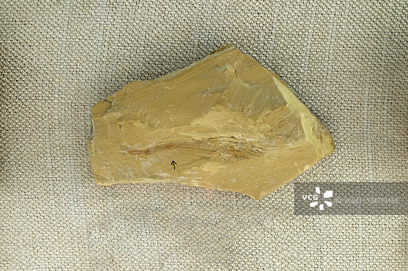 云南火把虫（分类位置不详） 国家自然博物馆“生命的起源”展厅图片素材