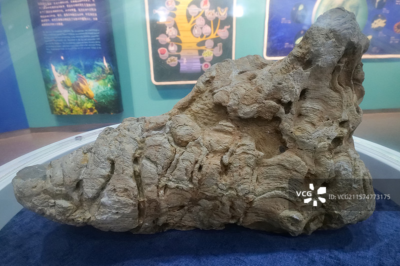 圆柱叠层石 中元古代时代 天津蓟县产 国家自然博物馆“生命的起源”展厅图片素材