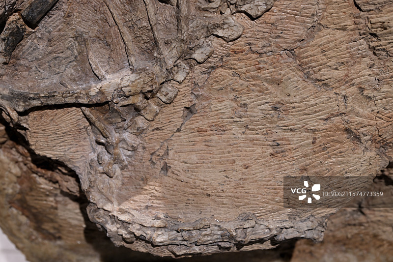 五彩冠龙化石，新疆准噶尔盆地，晚侏罗纪，，恐龙化石标本，龙吟九州·中国恐龙大展，上海自然博物馆图片素材