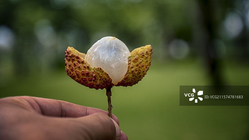 不规则手拿糯米糍荔枝开口开果镜头图片素材