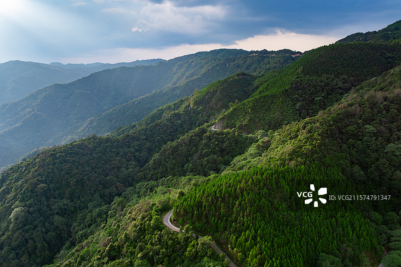 云南德宏芒市轩岗乡芒杏河保护地/中缅灰叶猴/菲氏叶猴栖息地图片素材