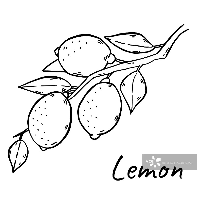 手绘柠檬图片素材