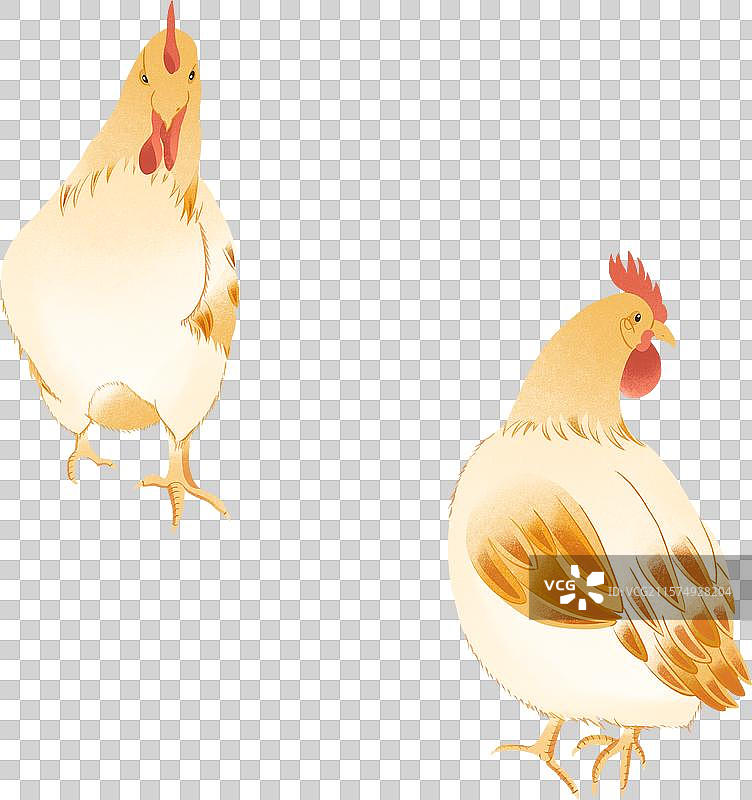 十二生肖酉鸡两只土鸡鸡年国风国潮手绘插画图片素材