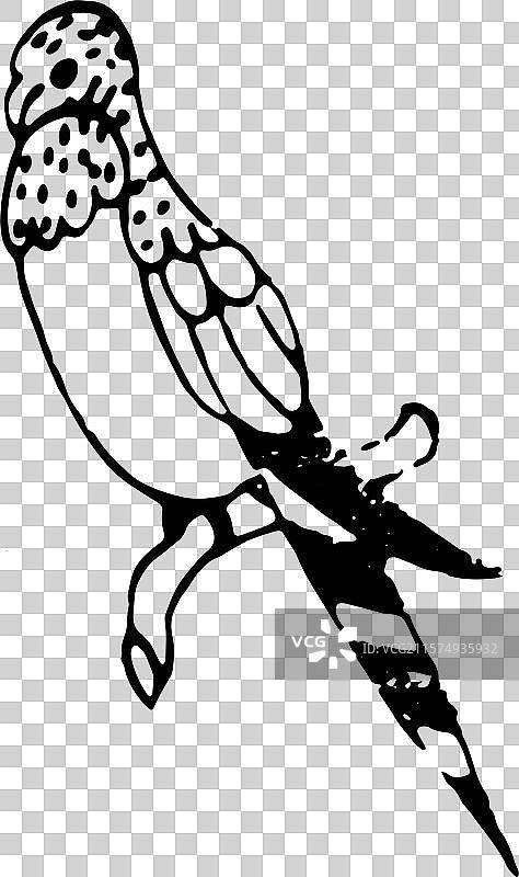 锦鸡 雉鸡 卡通 简笔画 鸟类 元素图片素材