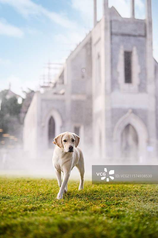 草地上开心的拉布拉多猎犬图片素材