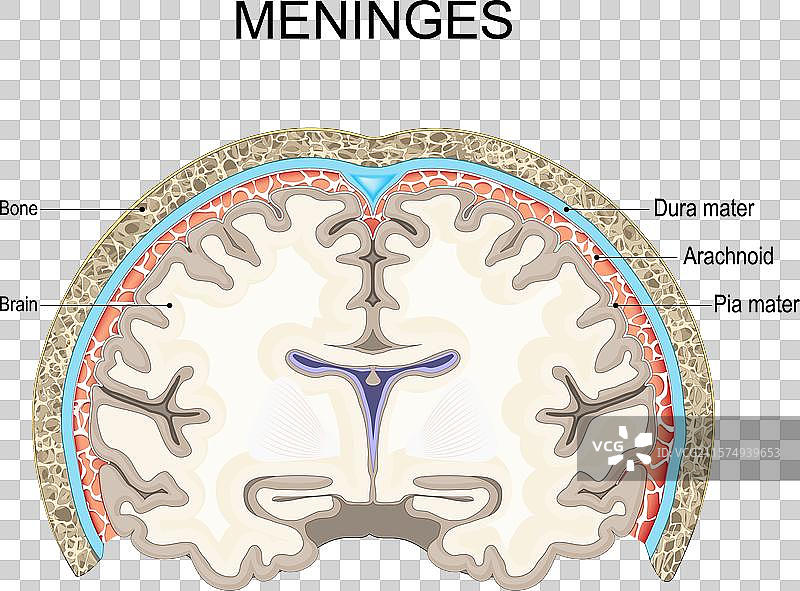 颅骨和人脑的脑膜横截面图片素材