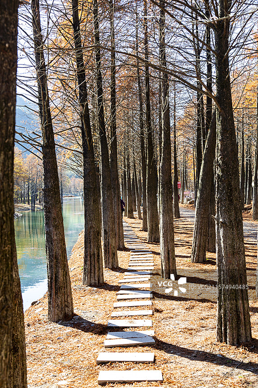 安徽宣城宁国方塘乡红杉林秋天风景图片素材