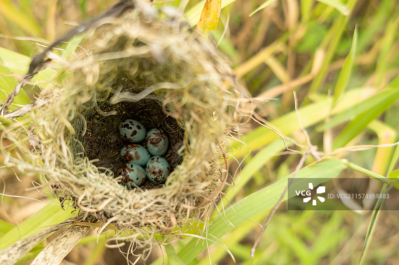 春季五月时节，芦蒿草里有鸟蛋的野生鸟窝鸟巢，编织巢特写图片素材