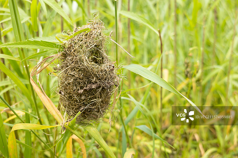 春季五月时节，水边芦蒿草里的野生鸟窝鸟巢，编织巢特写图片素材