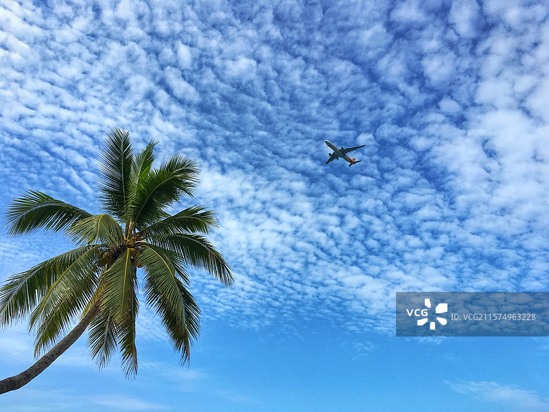 蓝天白云下一架飞机掠过椰子树上空图片素材