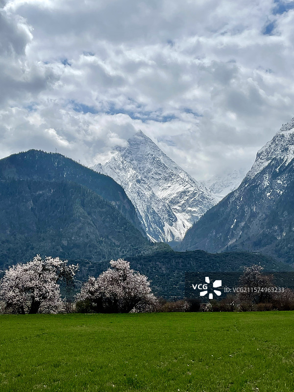 西藏林芝蓝天白云雪山桃花树青稞草地自然风光图片素材