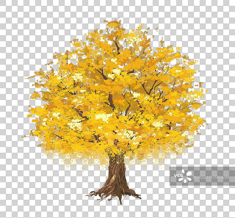 银杏树枫树一棵秋天的大树白色背景下黄色的叶子细致描绘的树叶成熟的叶子层次丰富色彩饱满矢量插画素材图片素材