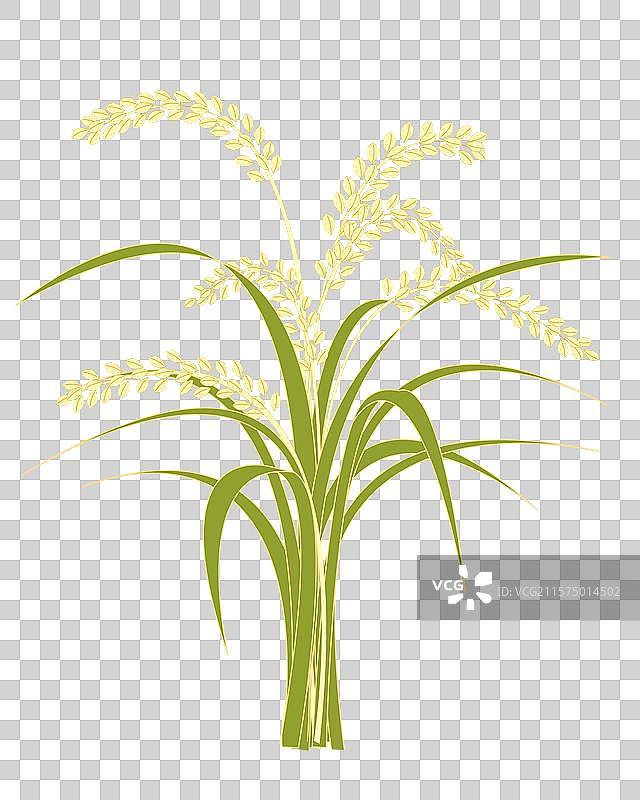 一束一把水稻成熟的水稻垂在枝头的水稻绿色的叶子成熟的叶子矢量插画素材图片素材