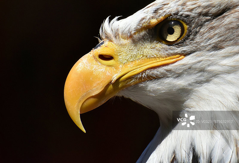 秃头鹰特写，纽约，美国，USA图片素材