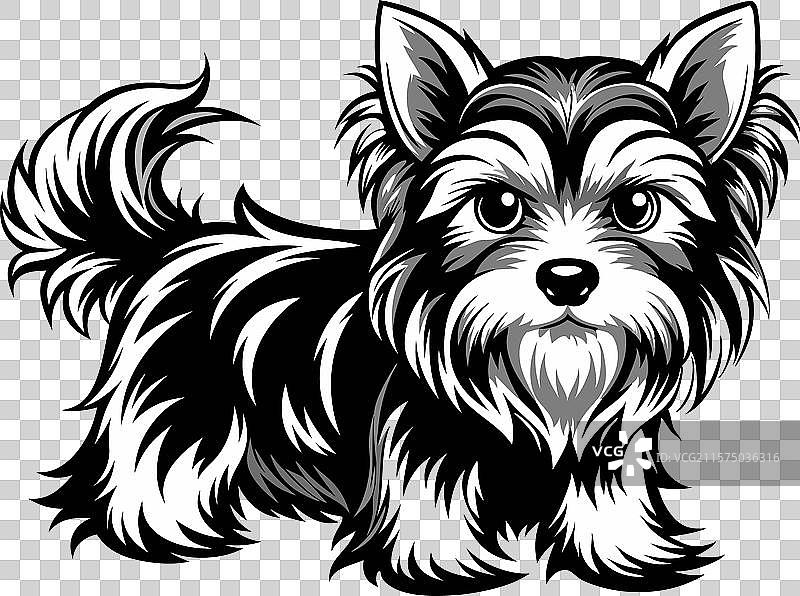 约克夏犬图片素材