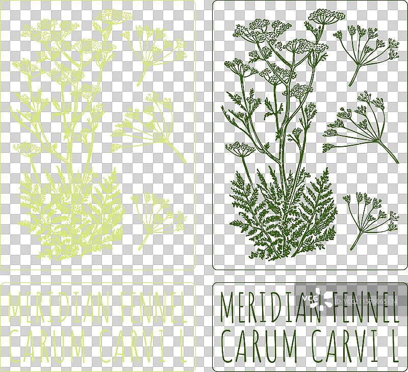 手绘的美人蕉茴香图案图片素材