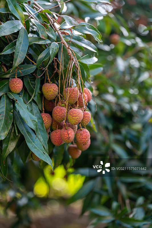 果树上未完全成熟的黑叶荔枝，中国广东省茂名市图片素材