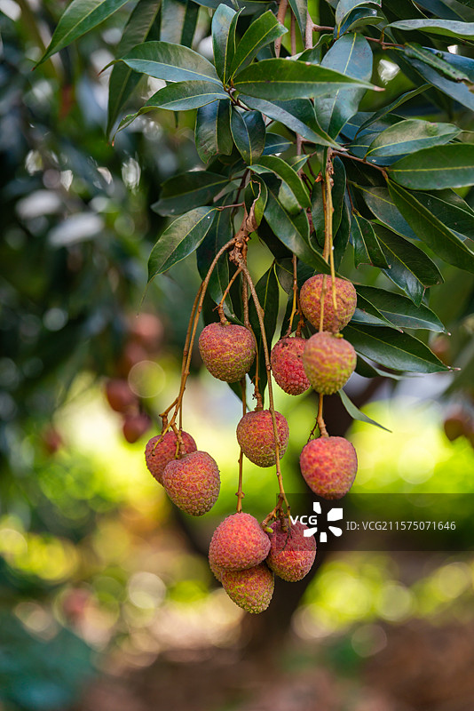 果树上未完全成熟的黑叶荔枝，中国广东省茂名市图片素材