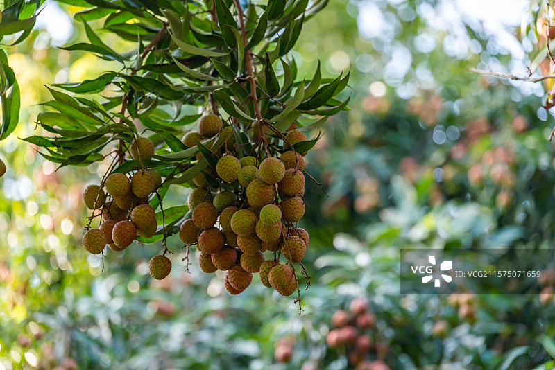 果树上未完全成熟的黑叶荔枝，中国广东省茂名市图片素材