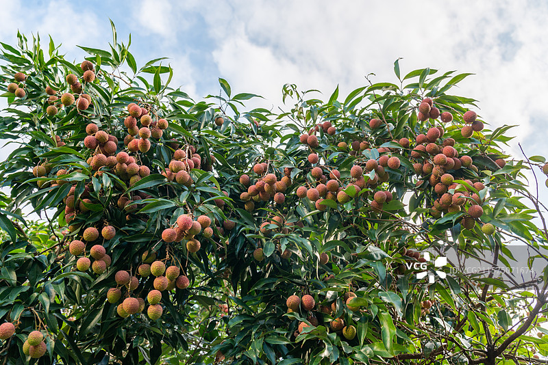 果树上未完全成熟的黑叶荔枝，中国广东省茂名市图片素材