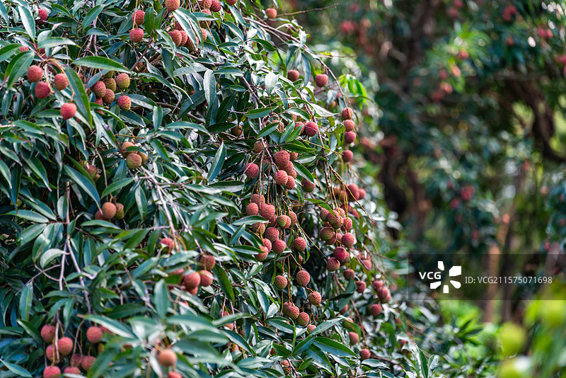 果树上未完全成熟的黑叶荔枝，中国广东省茂名市图片素材